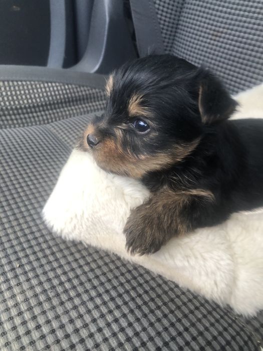 Yorkshire Terrier mascul