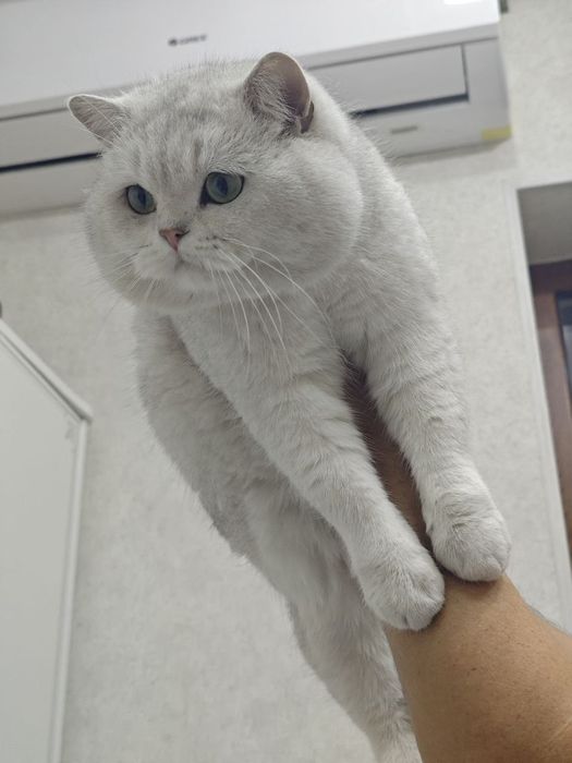 Британские шиншиллы