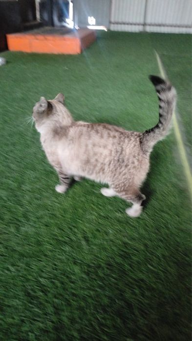 Отдам кота в добрые руки