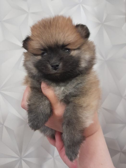 Продам щенков шпица