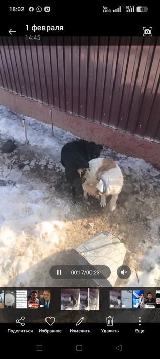 Фокстерьер+ягьдтерер