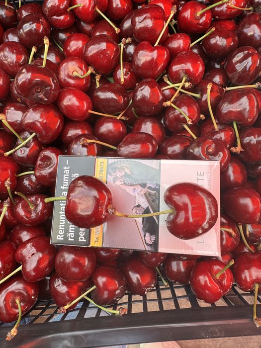 Cires altoit pe  Gisela 5 , soiuri diferite : Tamara , Regina…