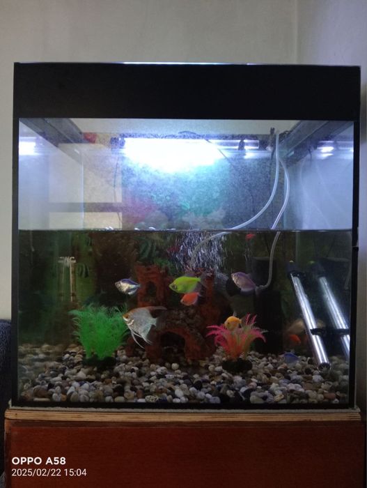 Аквариум + баликлар