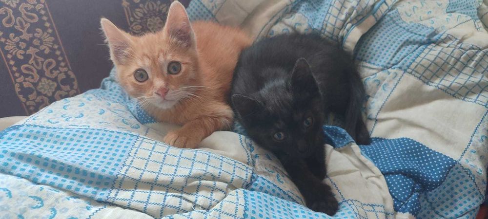 милые котята в добрые руки