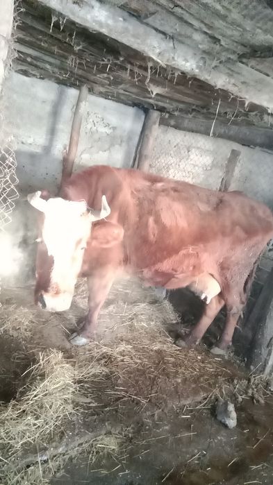 Продам высокоудойную корову