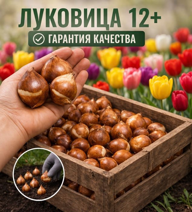 Лукавицы тюльпана