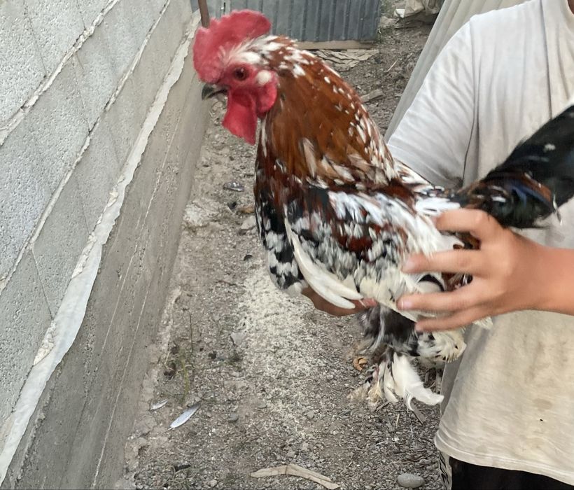 Продам не дорого