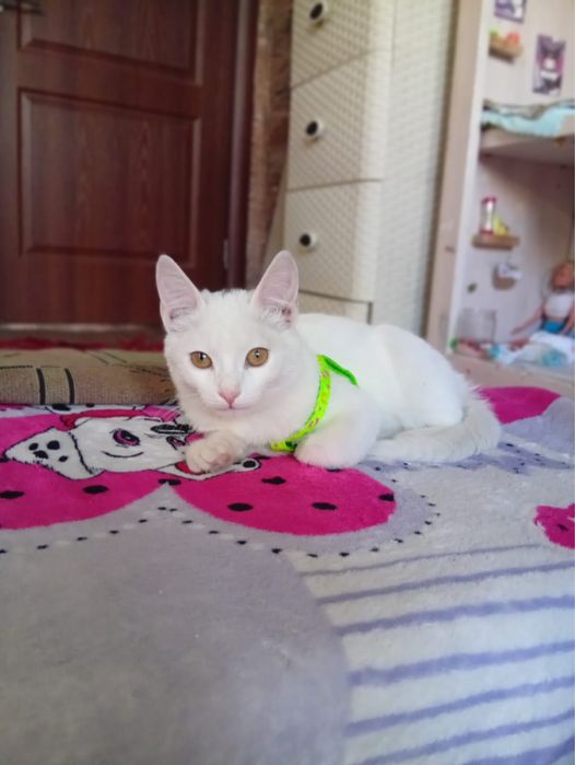Отдам кошку бесплатно
