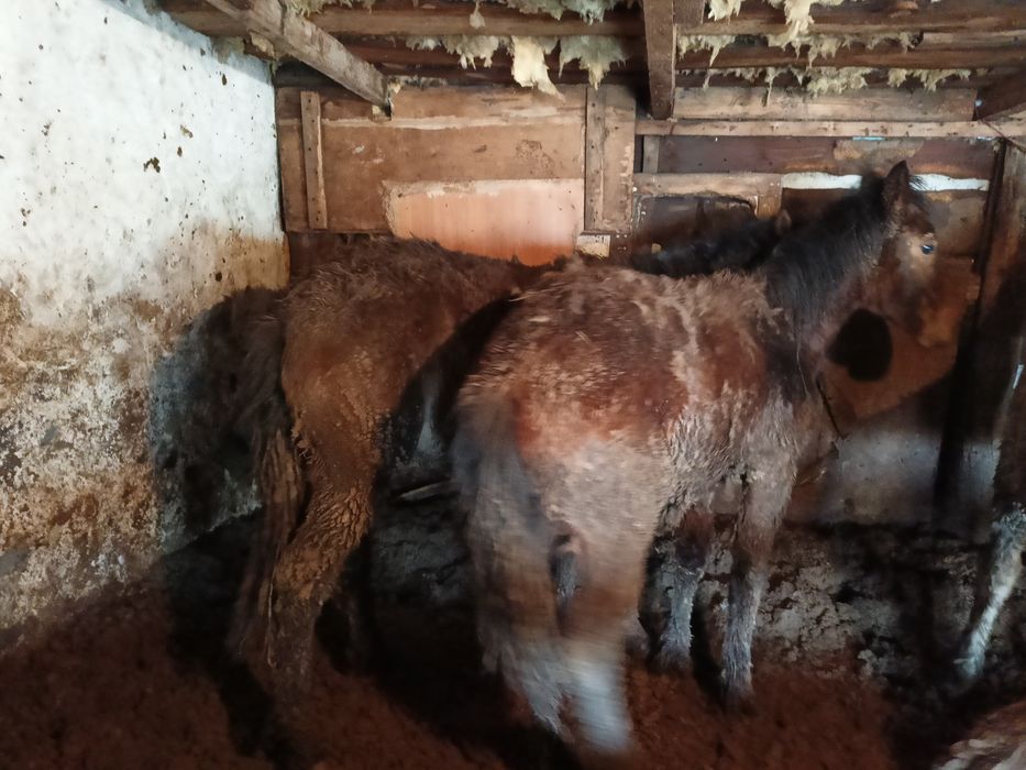 Жабағы сатылады.