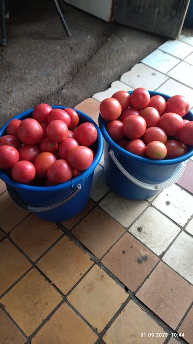 Продам помидоры Дибарау
