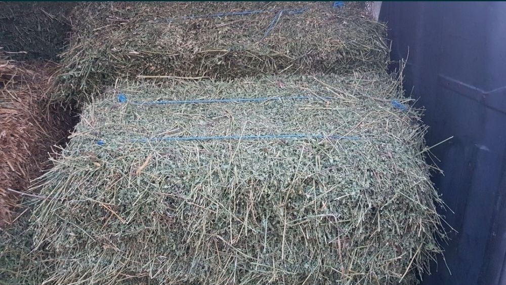 Baloti lucerna 2025 coasa 2 și 3