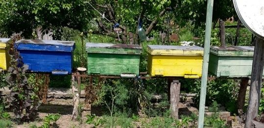 Vând familii de albine puternice