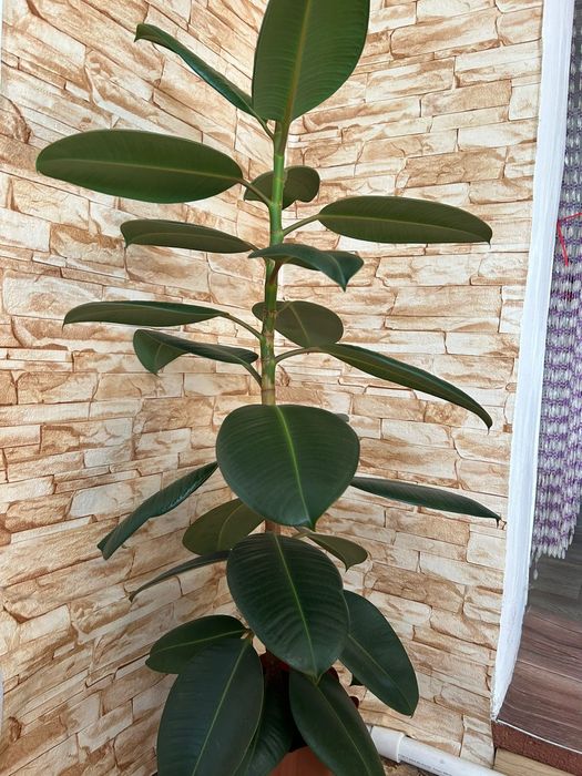 Продам цветок Фикус