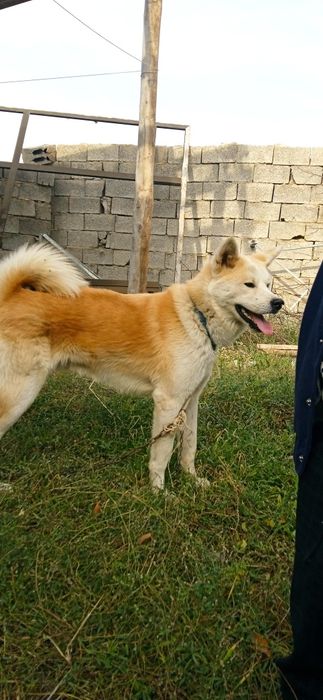 Акита ину (кобель)