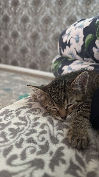 Котенок 4 месяца