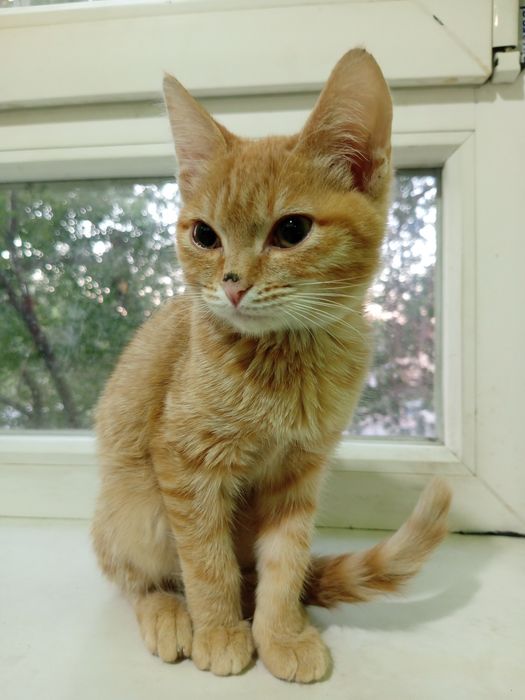 Котята мальчик и девочка