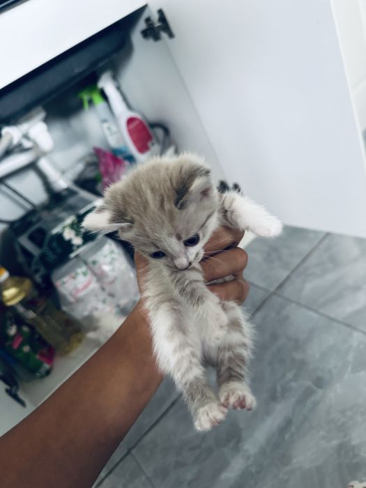 отдам домашних котят в хорошие руки