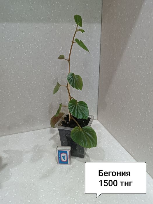 Цветы в горшках комнатные