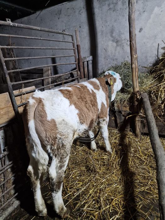 Vând tăuraș bălțată românească