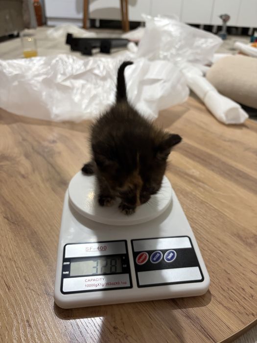 Отдам котят с доставкой !