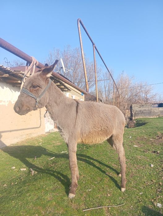 Еркек ешек жасы 2 де