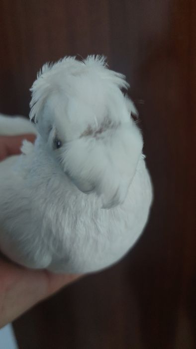 Голуби белый двухчубый самец кептер