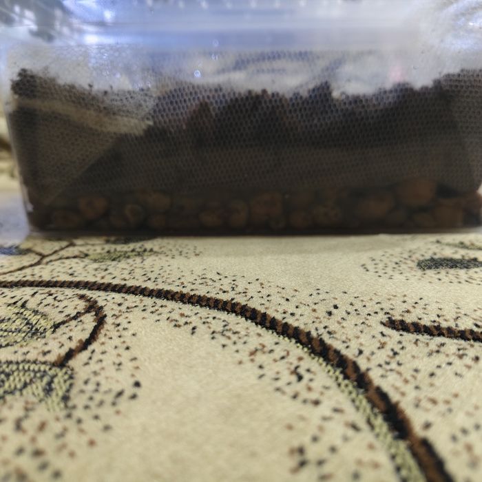 Культура гриндальский червь