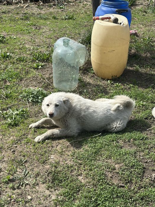 Отдам лайку самка