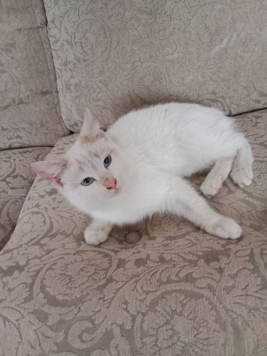 Отдам котенка (6 месяцев)