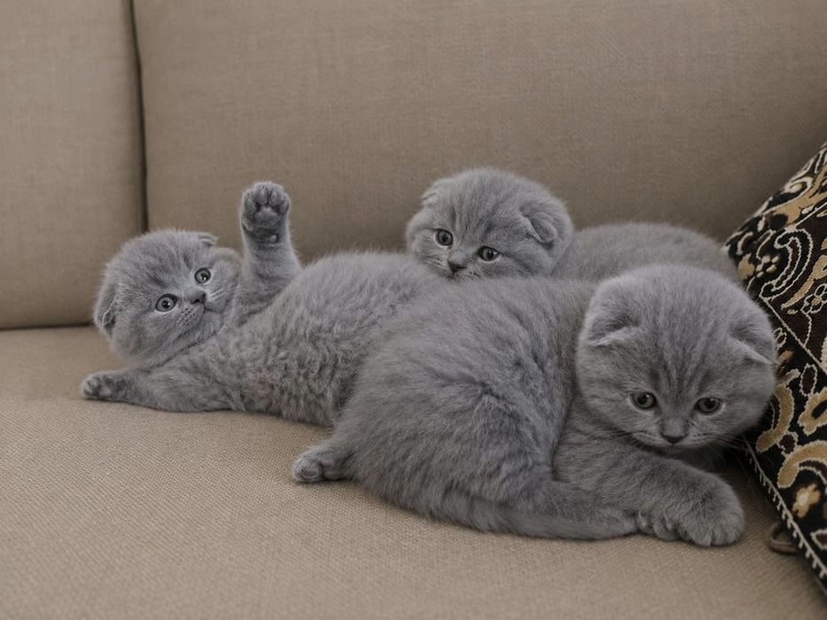 Британские котята