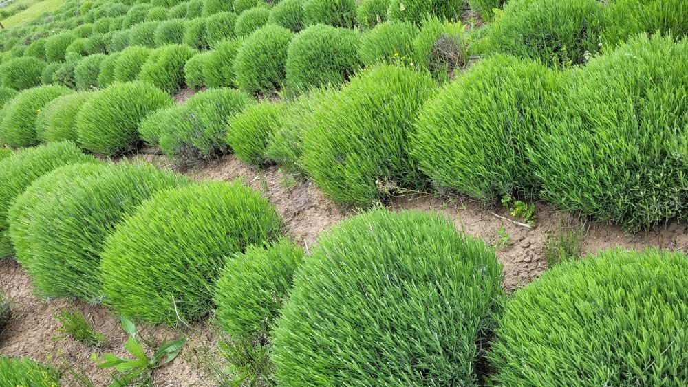 Tufe mari lavanda - poze reale - tufa lavanda