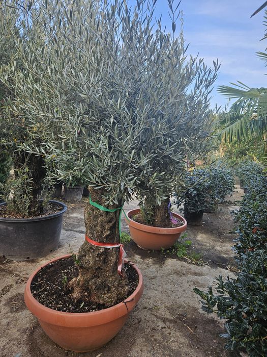 Dud pendula maslin juniperius yuca cedru