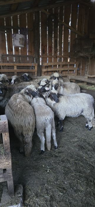 Oi  de  vânzare  pe bucată