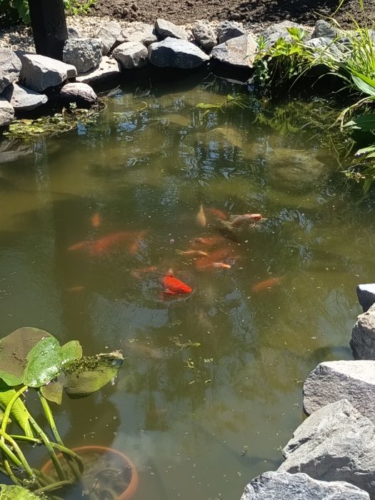 Crap koi sumbuki caras auriu