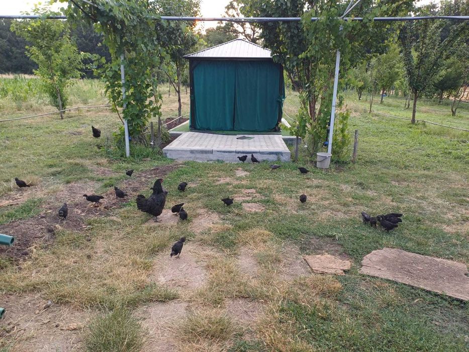 Vand oua  de gaini Australorp, pentru incubatie sau consum bio.