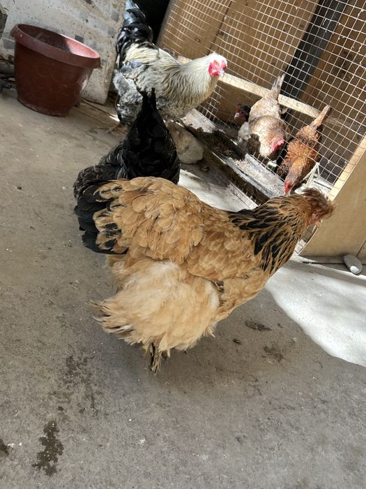 Bita xuroz ikkta tovuq sotiladi brama