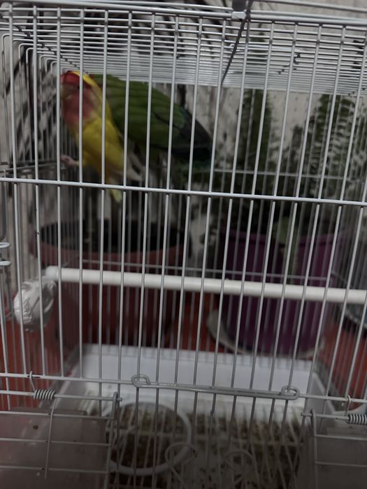 Папугай неразлучники