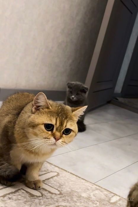 Золотистая Шиншилла