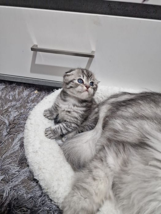 Pisicut scottish fold