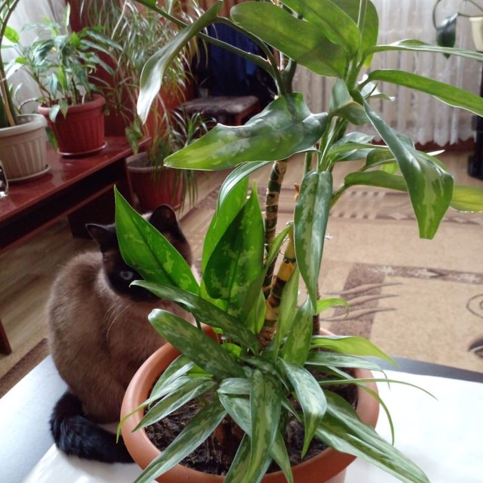 Продам комнатные цветы Аглоанема