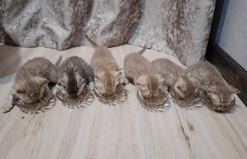 Котята шотландские