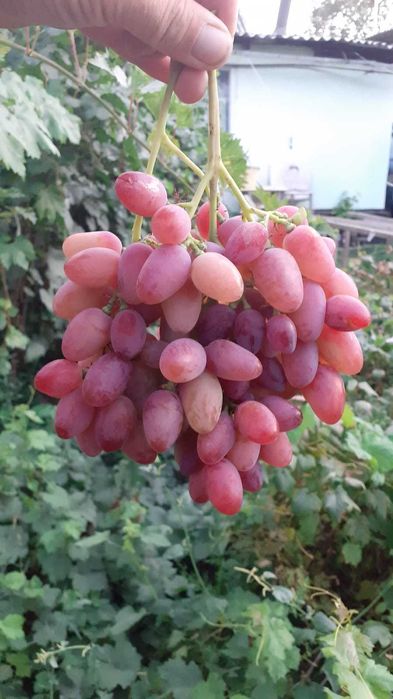 Продам саженцы винограда второго года