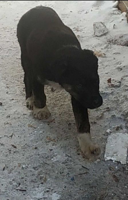 Щенки в добрые руки