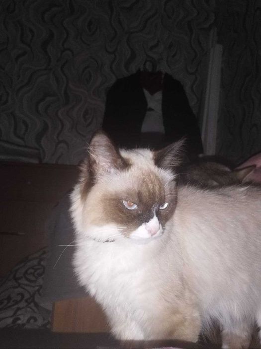 Отдадим кошку в добрые руки