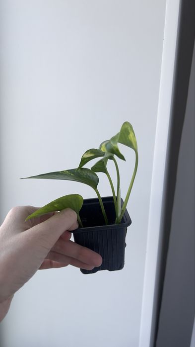 Голдфингер голдфингер