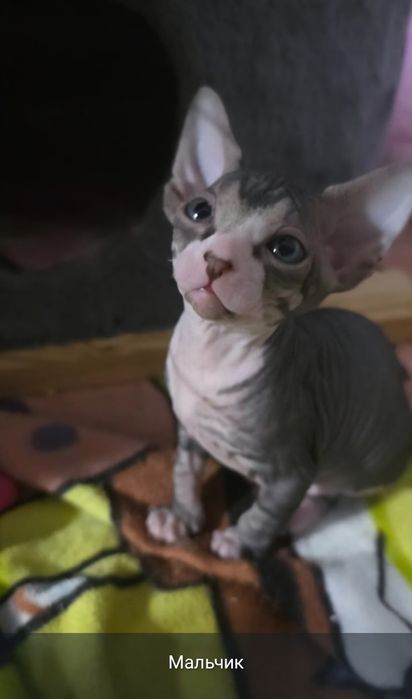 Продам котят канадского сфинкса