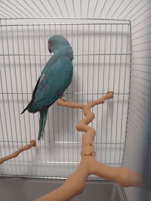 Vând papagal Micul Alexandru