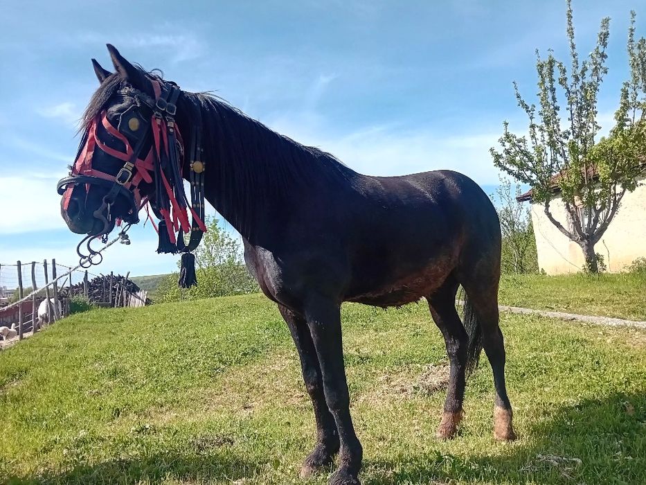 Vand cal foarte cumine