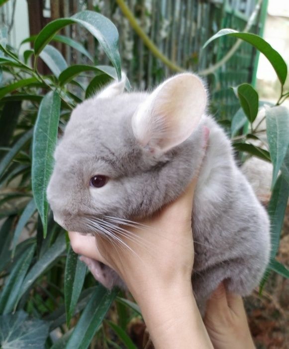 Шиншилла