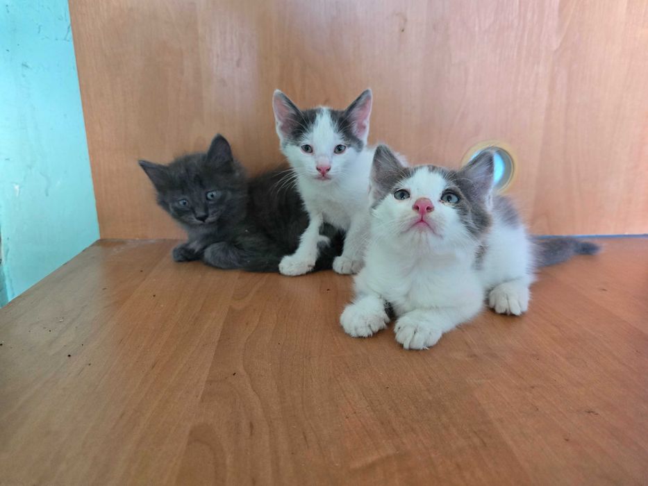 Отдам котят в хорошие руки
